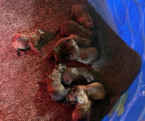 Dutch Shepherd Dog Puppy for Sale in WATERTOWN, Connecticut USA