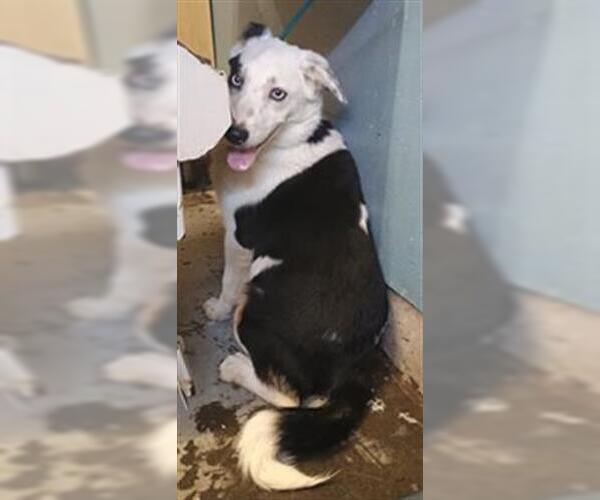 Medium Photo #1 Australian Shepherd-Unknown Mix Puppy For Sale in Camarillo, CA, USA
