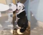Small Australian Shepherd Mix