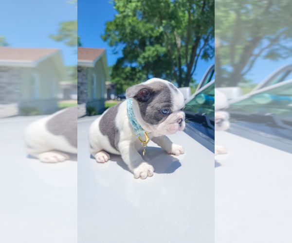 Medium Photo #5 French Bulldog Puppy For Sale in KANSAS CITY, MO, USA