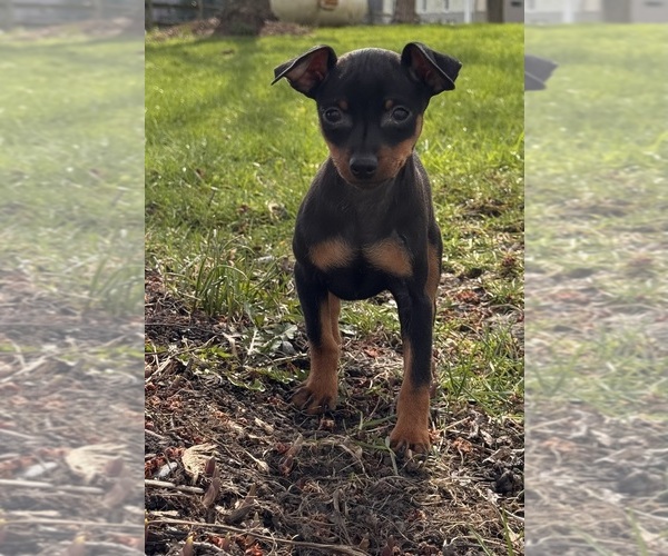 Medium Photo #3 Miniature Pinscher Puppy For Sale in CANOGA, NY, USA