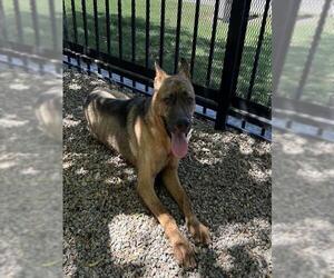 German Shepherd Dog-Unknown Mix Dogs for adoption in Redlands, CA, USA