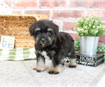 Small #11 Schnauzer (Miniature)