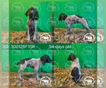 Small Photo #33 German Shorthaired Pointer Puppy For Sale in MOYIE SPRINGS, ID, USA