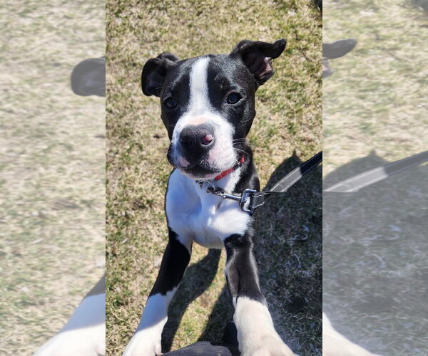 Medium Photo #1 Boxer-Unknown Mix Puppy For Sale in Williamsburg, IA, USA