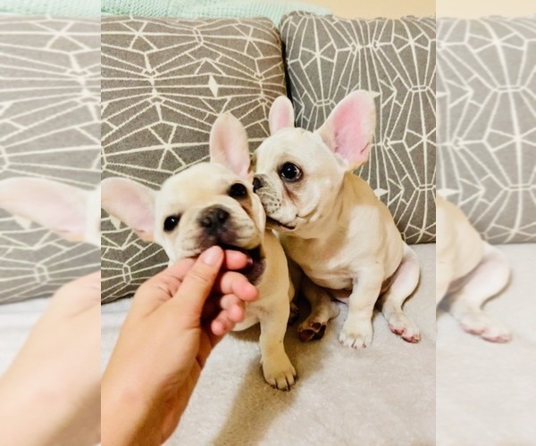 Medium Photo #15 French Bulldog Puppy For Sale in CLEARWATER, FL, USA