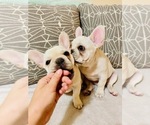 Small Photo #15 French Bulldog Puppy For Sale in CLEARWATER, FL, USA
