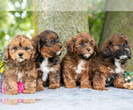 Image preview for Ad Listing. Nickname: Litter of 4