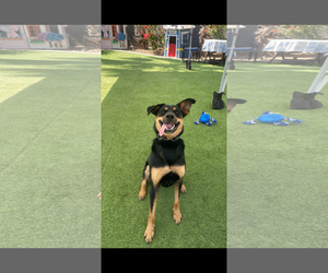 Mutt Dogs for adoption in Chandler, AZ, USA
