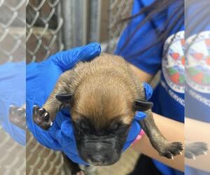 German Shepherd Dog Dogs for adoption in San Bernardino, CA, USA