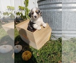 Small Photo #44 Australian Shepherd Puppy For Sale in RUSSELL, IA, USA