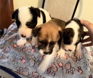 Boston Terrier-Jack Russell Terrier Mix Puppy for Sale in LONDONDERRY, New Hampshire USA