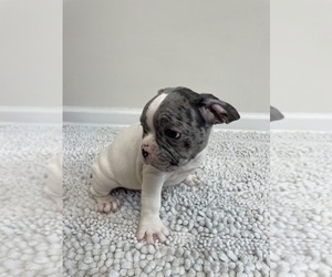 French Bulldog Puppy for sale in CHARLESTON, SC, USA