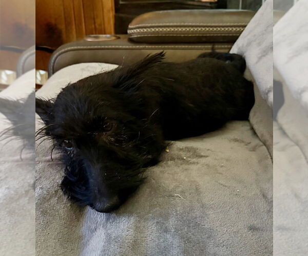 Medium Photo #3 Mutt Puppy For Sale in Springdale, PA, USA