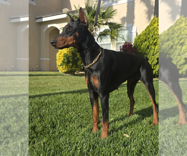 Medium Photo #1 Doberman Pinscher Puppy For Sale in FORT LAUDERDALE, FL, USA