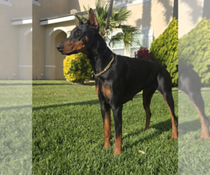 Mother of the Doberman Pinscher puppies born on 04/12/2026