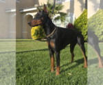 Small Photo #1 Doberman Pinscher Puppy For Sale in FORT LAUDERDALE, FL, USA