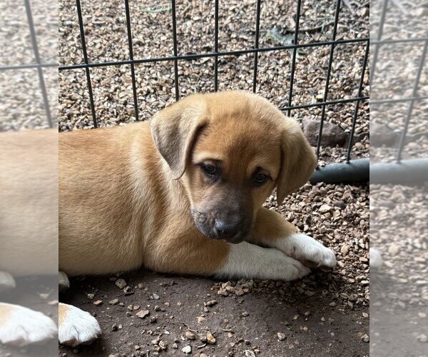 Medium Photo #1 Great Pyrenees-Mastiff Mix Puppy For Sale in Bolivar, MO, USA