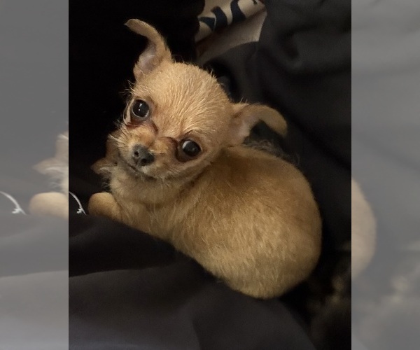 Medium Photo #1 Chihuahua Puppy For Sale in ROCKWALL, TX, USA