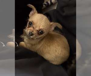 Chihuahua Puppy for sale in ROCKWALL, TX, USA