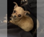Small Chihuahua