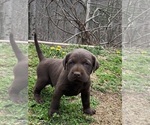 Small #3 Labrador Retriever