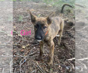 Belgian Malinois-Irish Wolfhound Mix Puppy for sale in STOCKTON, CA, USA