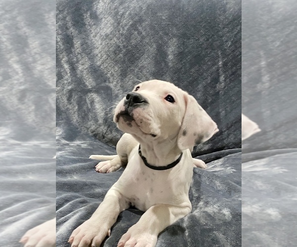 Medium Photo #26 Dogo Argentino Puppy For Sale in SAN ANTONIO, TX, USA