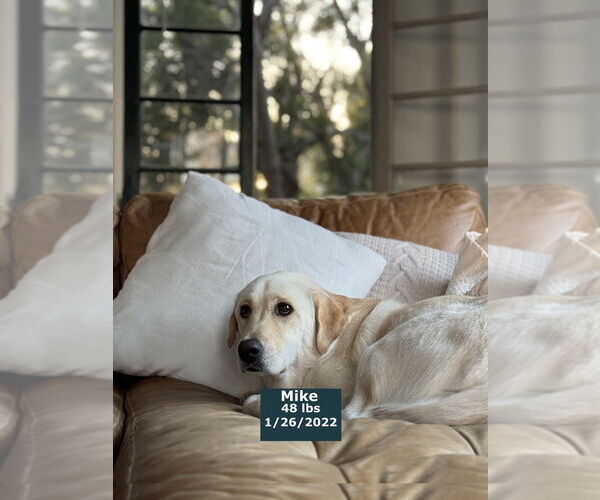 Medium Photo #13 Labrador Retriever Puppy For Sale in West Hollywood, CA, USA
