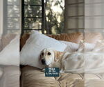 Small #12 Labrador Retriever