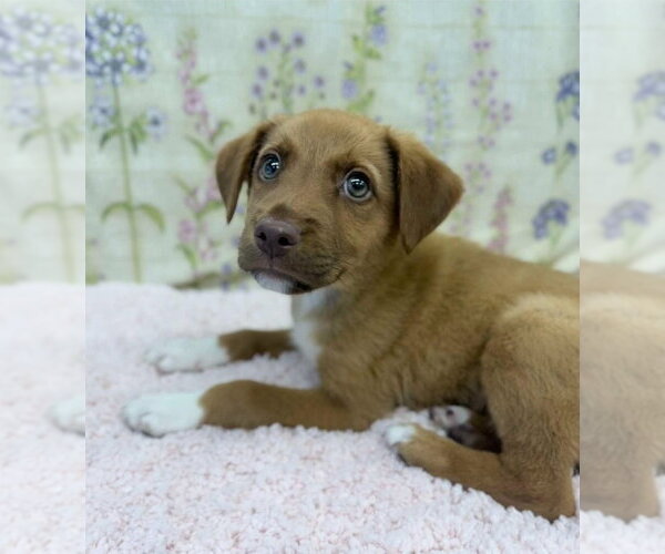 Medium Photo #3 Labrador Retriever-Unknown Mix Puppy For Sale in Lakewood, CO, USA