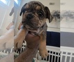 Small #1 French Bulldog