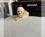 Small Photo #7 Poodle (Toy) Puppy For Sale in ALEXANDRIA, VA, USA