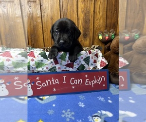 Labrador Retriever Puppy for Sale in NEOLA, West Virginia USA