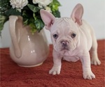 Small Photo #6 French Bulldog Puppy For Sale in GOSHEN, IN, USA