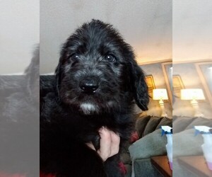 Labradoodle Puppy for sale in MILLINGTON, MI, USA
