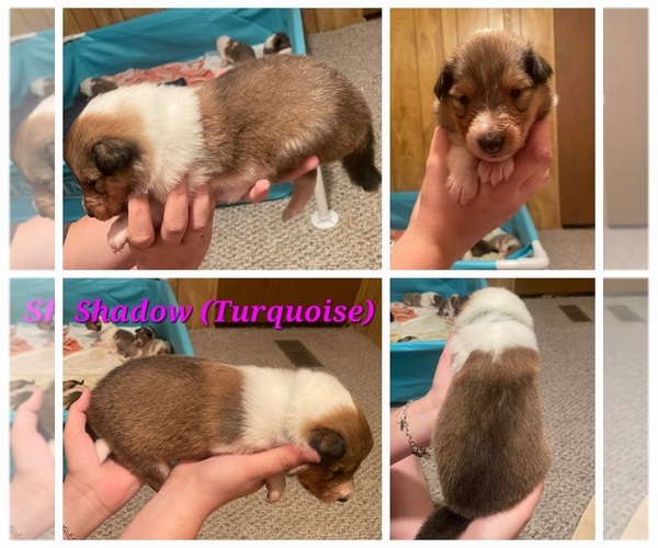 Medium Photo #1 Collie Puppy For Sale in HARKER HEIGHTS, TX, USA