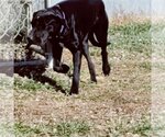 Small #4 German Shorthaired Lab