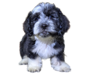 Cock-A-Tzu Puppy for sale in SAN DIEGO, CA, USA