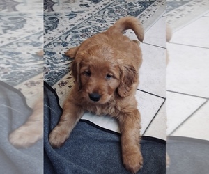 Golden Retriever Puppy for sale in BEDFORD, TX, USA