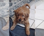 Small Golden Retriever