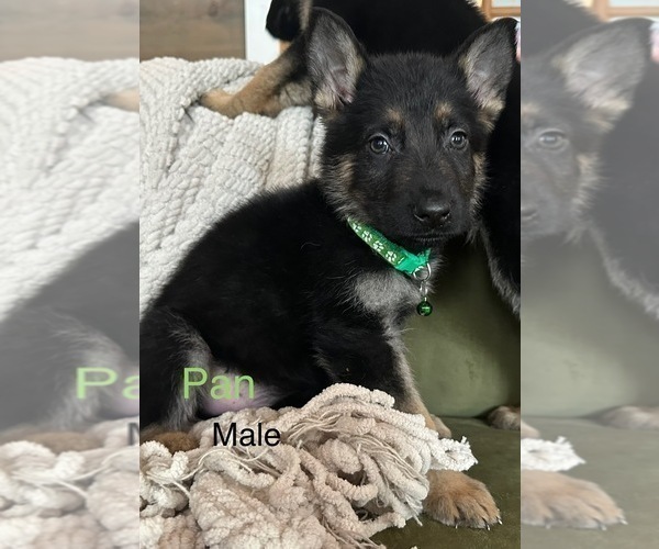 Medium Photo #1 German Shepherd Dog Puppy For Sale in PERKINSVILLE, VT, USA