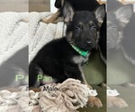 Puppy Pan German Shepherd Dog