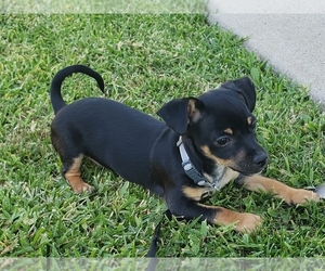 Chiweenie Puppy for sale in SAN DIMAS, CA, USA