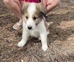 Small #6 Collie-Great Pyrenees Mix