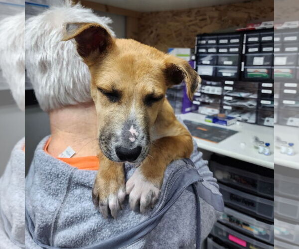 Medium Photo #4 Mutt Puppy For Sale in Fargo, ND, USA