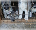 Small #2 Siberian Husky