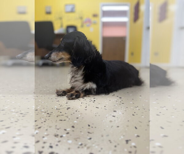 Medium Photo #2 Dachshund Puppy For Sale in York, SC, USA