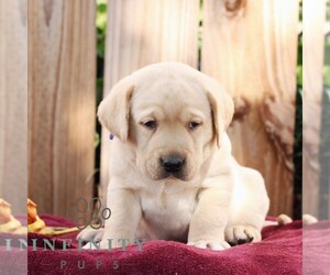 Labrador Retriever Puppy for sale in SHIPPENSBURG, PA, USA