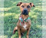 A432744 - Male American Pit Bull Terrier Dog for Adoption - Small photo
